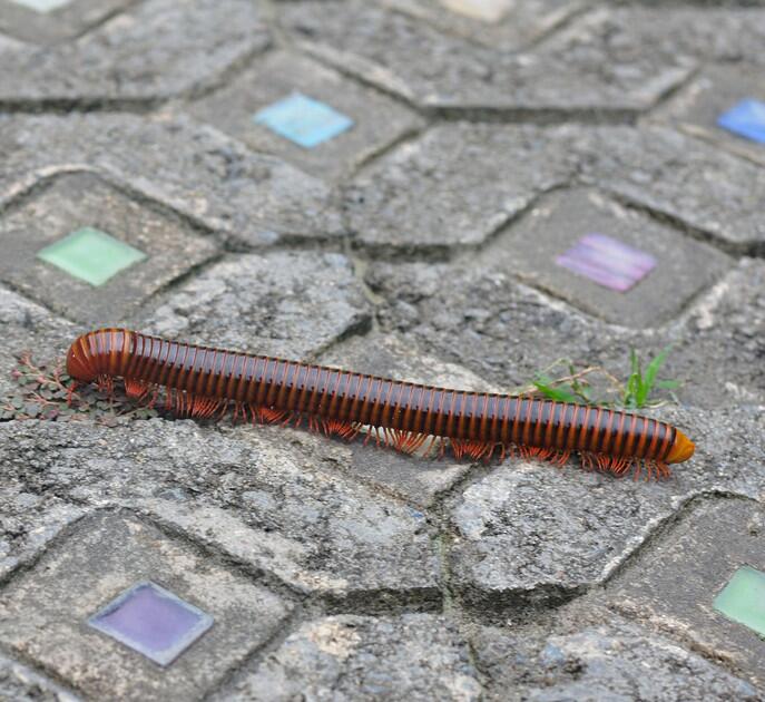 家里很多马陆虫怎么彻底消灭,院子马陆虫怎么消灭不伤小孩