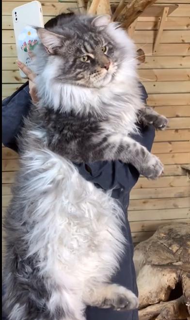 盘点猫咪世界,探索猫咪的奇妙世界