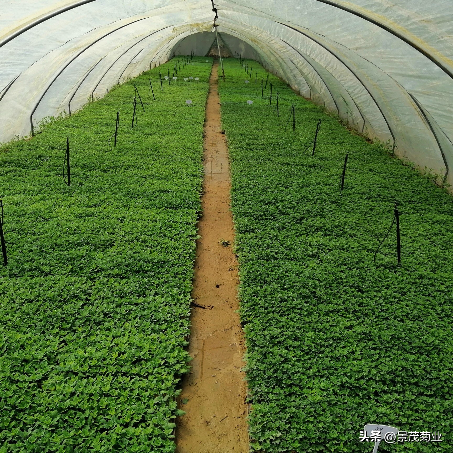 菊花苗扦插浇水要天天浇吗,菊花浇水方法视频教程