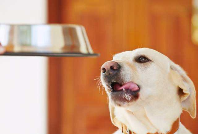 怎么样饲养狗狗肥得快,如何饲养狗狗