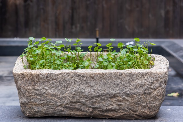 最漂亮的石头花盆,奇形怪异石头花盆