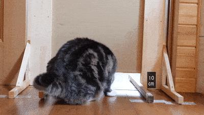 猫咪怎么看是女猫还是男猫,猫咪性别辨认