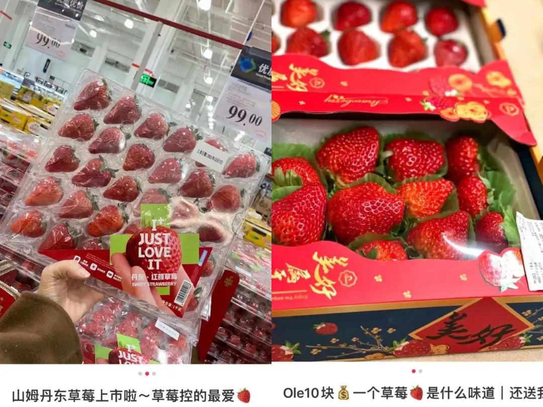吃最贵的日本草莓,你吃过吗150元一斤的菠萝味草莓