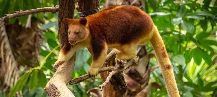 真实存在的动物稀奇古怪,十二生肖为什么只有龙是虚构动物