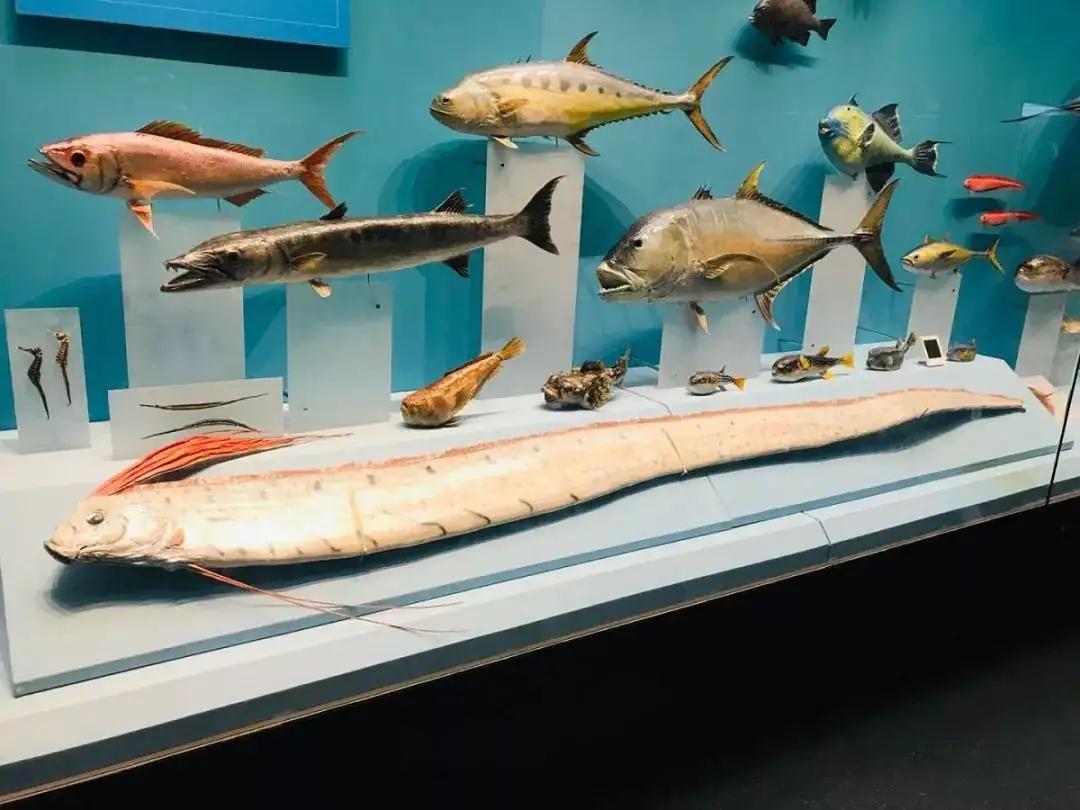 地震前兆有哪些鱼,地震鱼现身日本视频