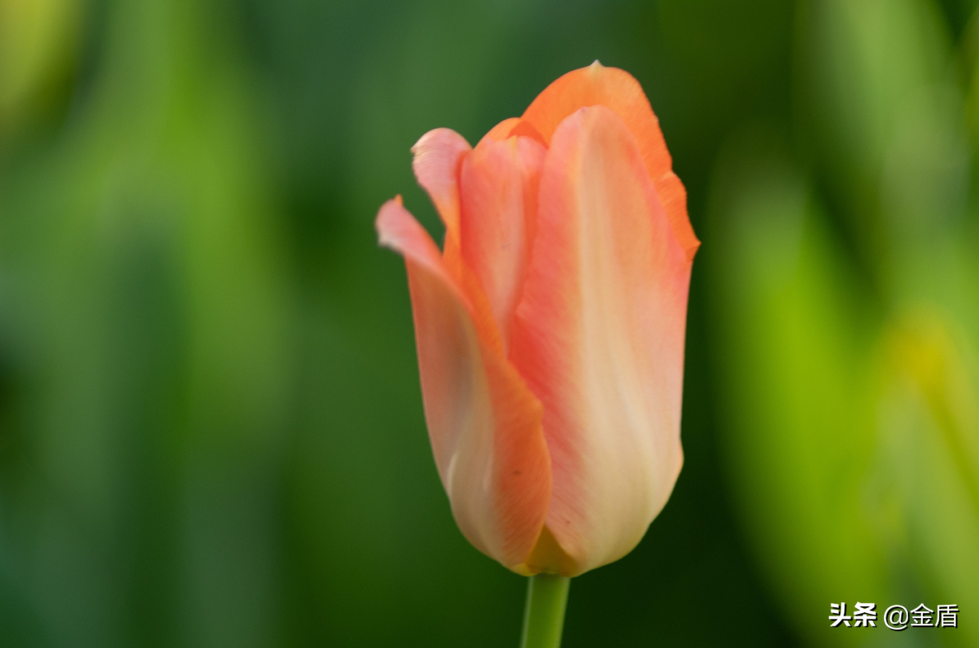 荷兰国花郁金香介绍1500字,荷兰国花是郁金香的原因