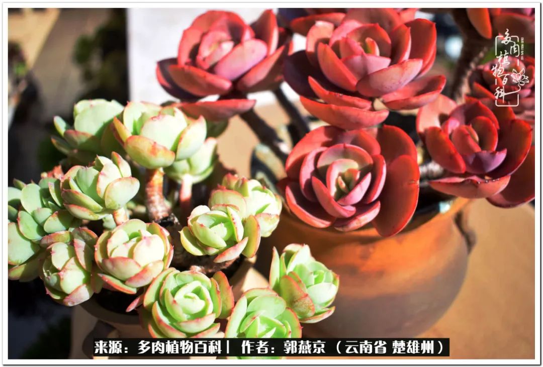 小院的多肉陪我度过春夏秋冬,好度夏又好过冬的多肉