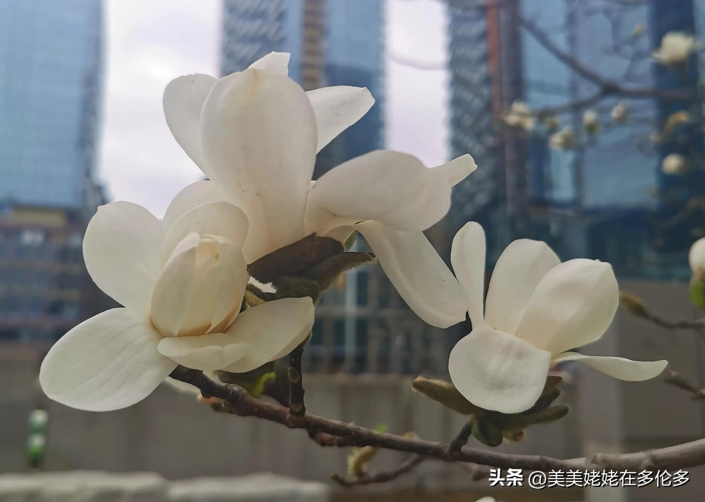 在多伦多帮女儿带孩子碎碎念,在多伦多带娃