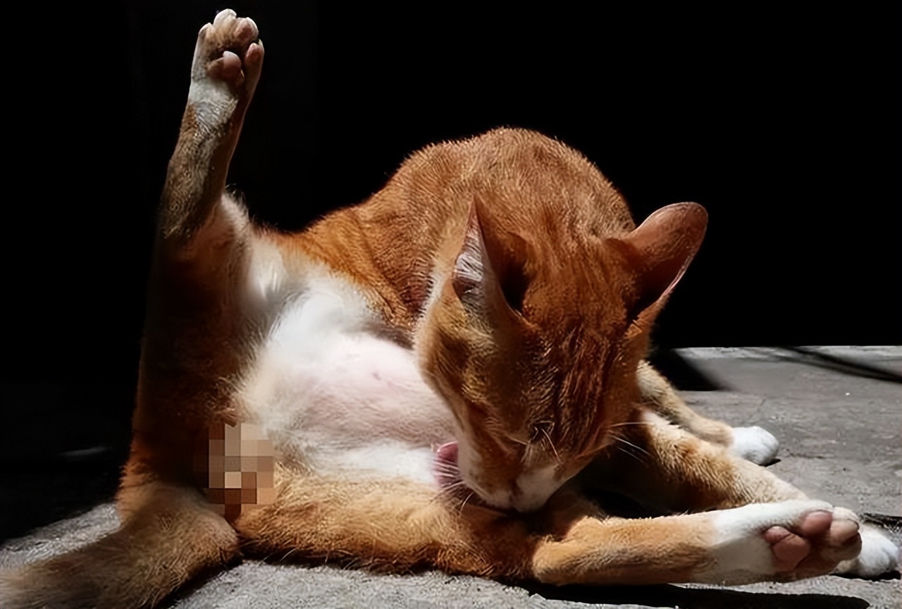 猫咪舔塑料袋是啥原因,猫咪小便带血什么原因