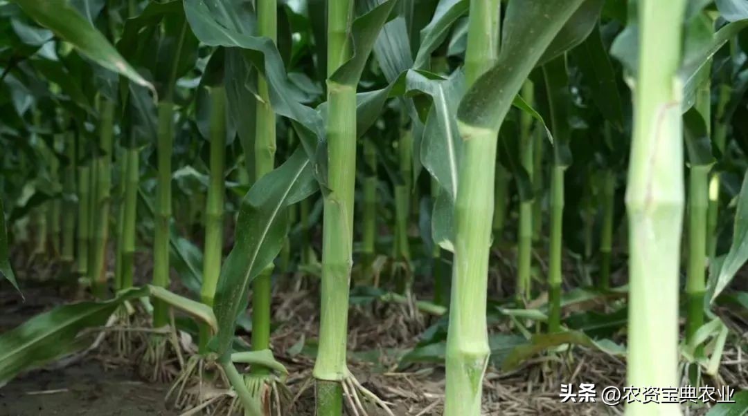 黄金棒819玉米种介绍,玉米种黄金棒918