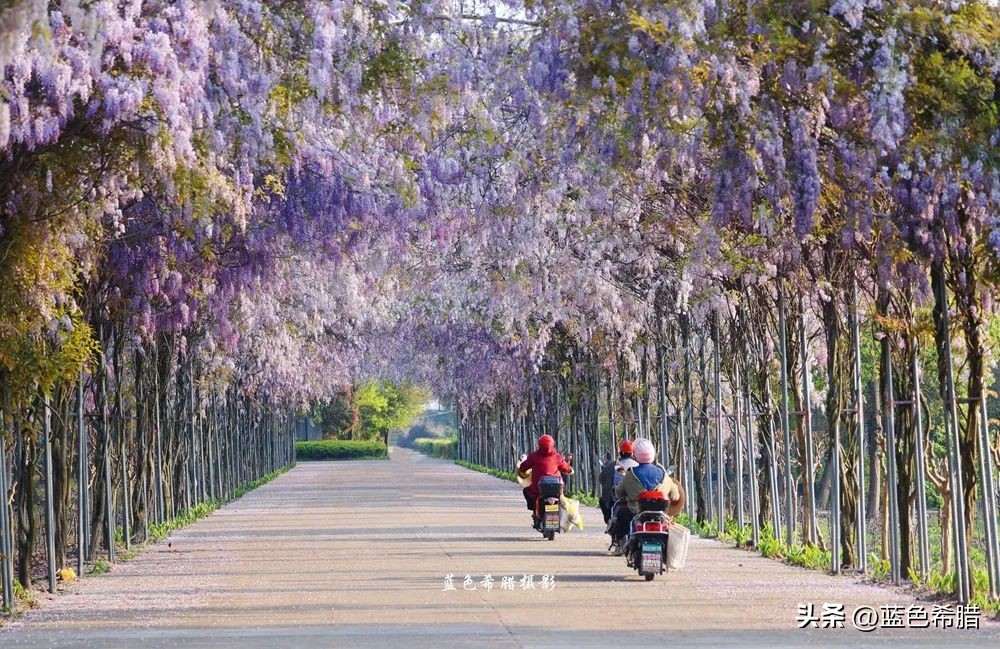 暮春时节紫藤花开,紫藤花开暮春到来