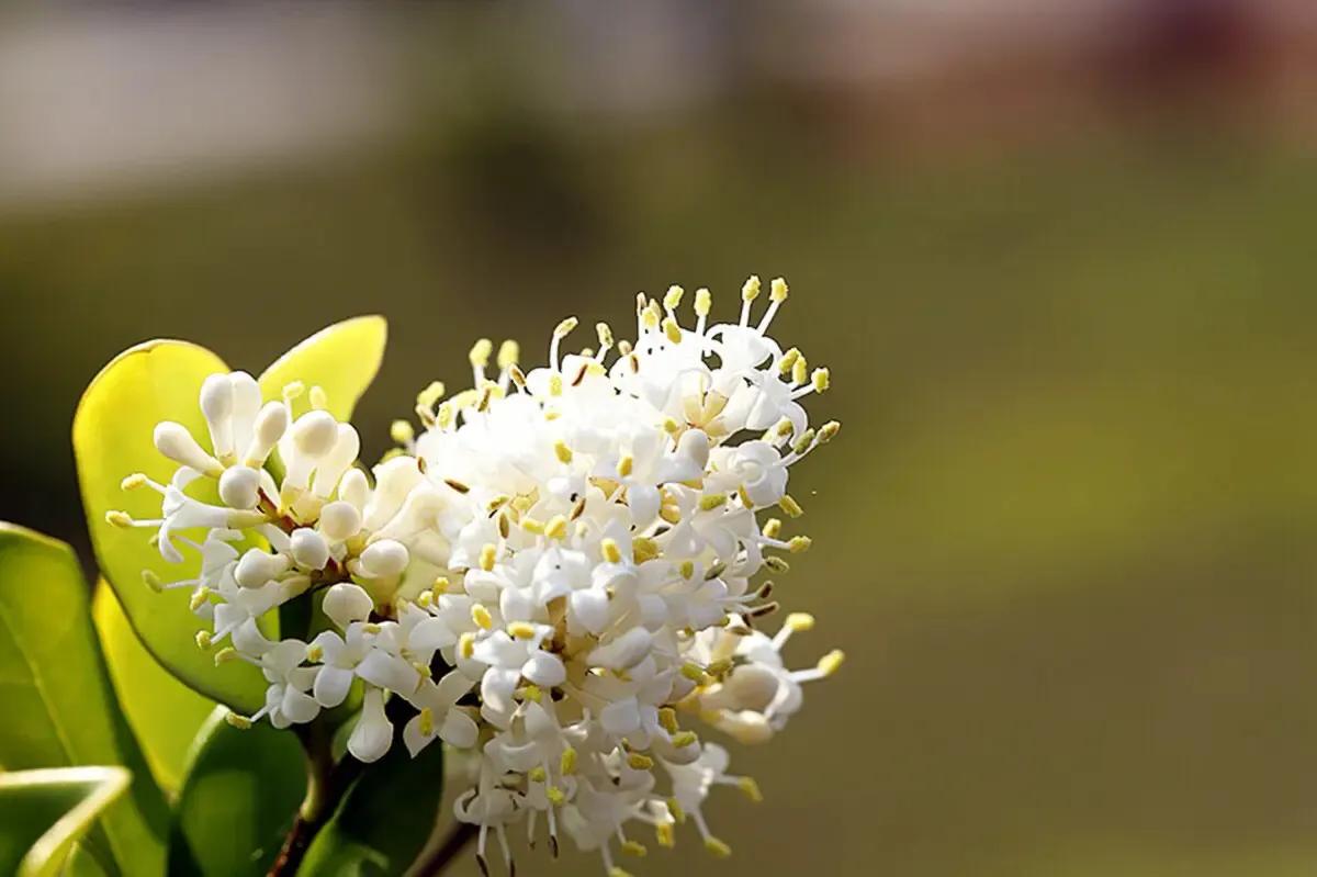 女贞有毒吗,大叶女贞又叫火炮树