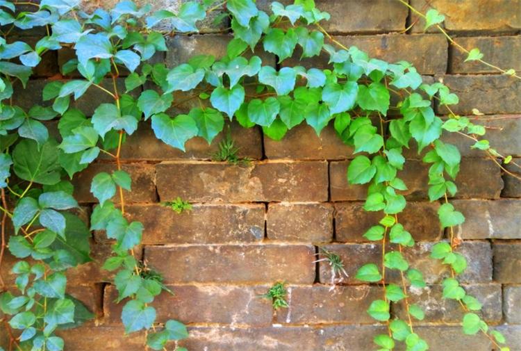 爬山虎的种植方法及注意事项简单,爬山虎种植技术和注意事项