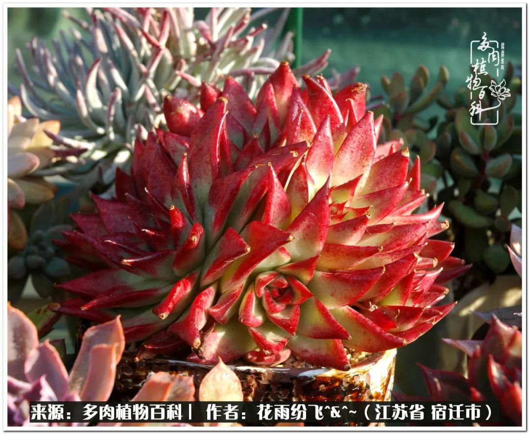 回味童年无忧无虑的快乐时光,童年最快乐的时光