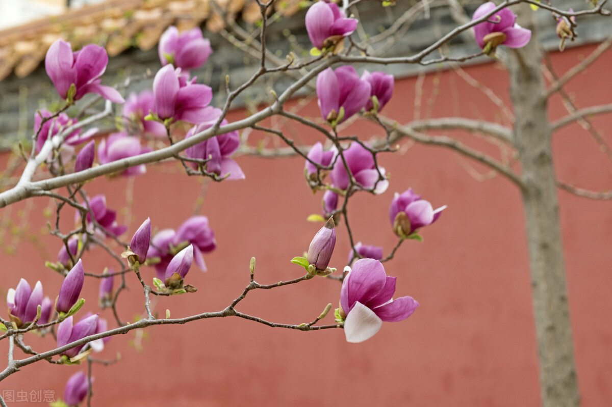 十大公认最好闻的精油排名,十大公认最好闻的精油排行榜