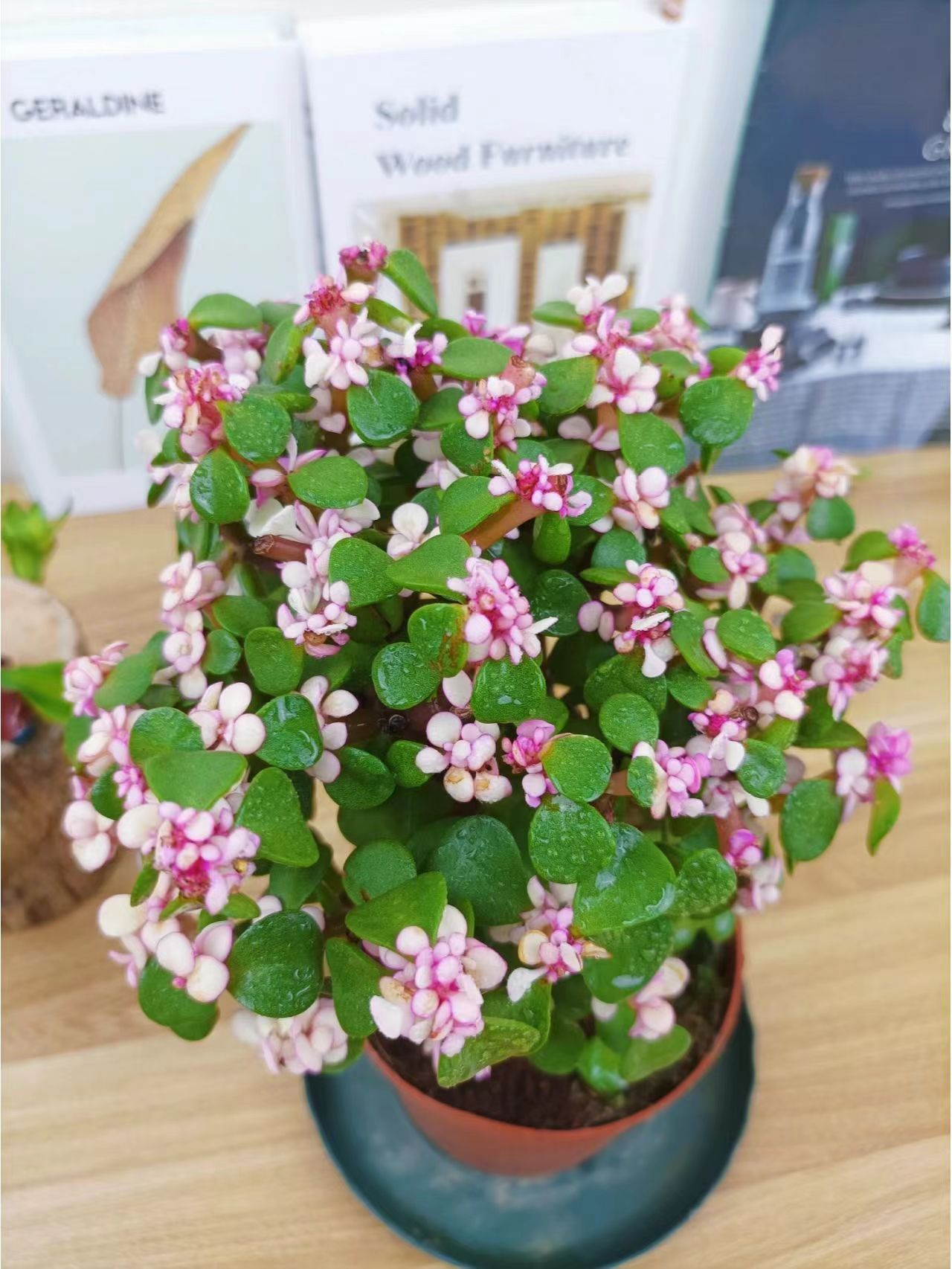 老人适合养什么花比较好,适合老年人养的花排行榜