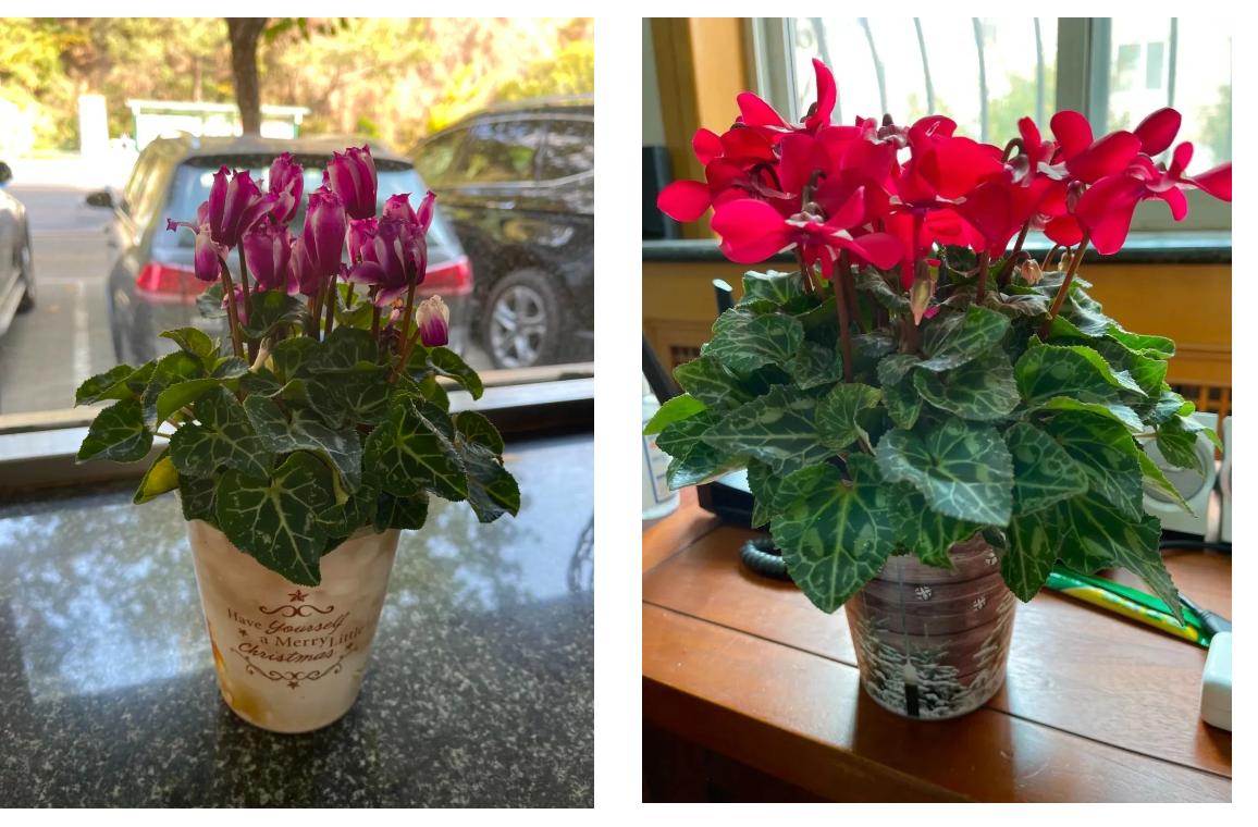 回家过年植物没人浇水怎么办,放假回家植物怎么办