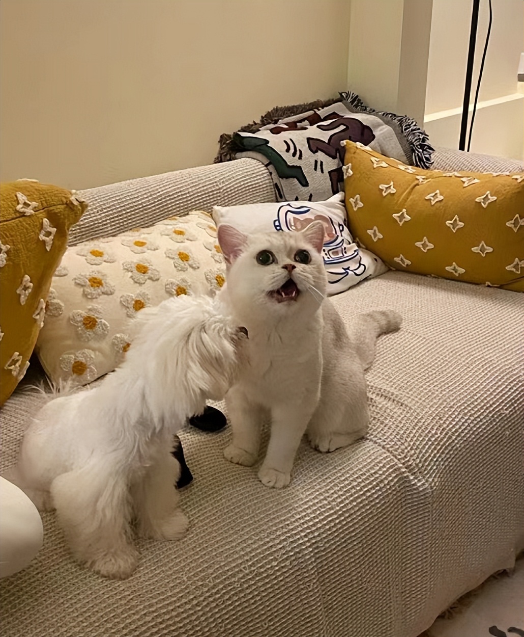 宠物怎么除臭最有效,宠物异味怎么调理