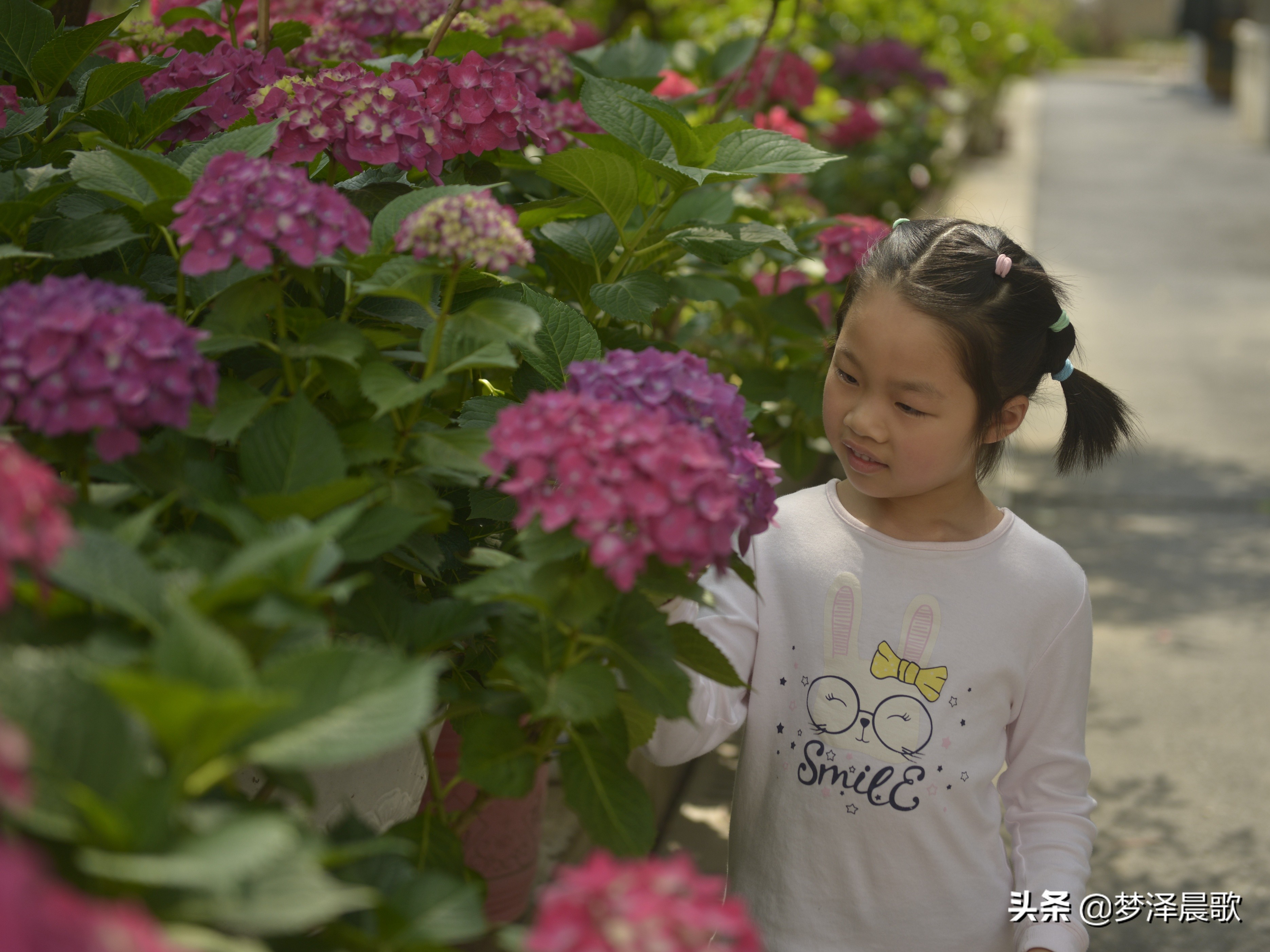 绣球花季不可错过的风景,满山遍野绣球花开惹人醉