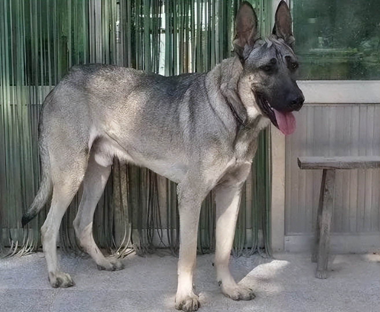 狼青犬咬死三只狗,4条狼青犬咬死数十只羊