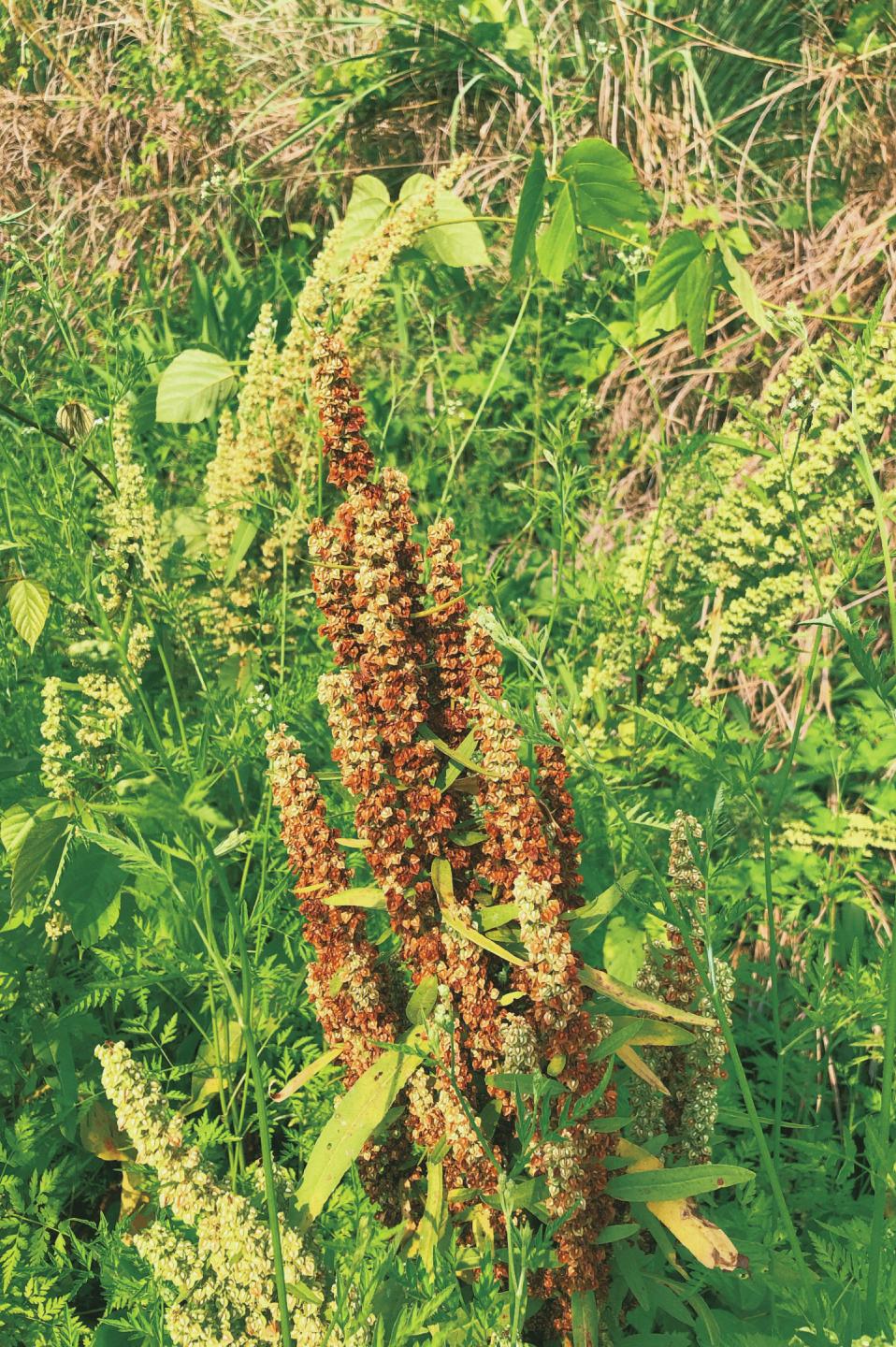 木兰风光好去处•达人带你去旅游|山环水绕清流如带——张洋村，一个藏在新县里的小村庄