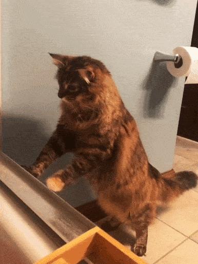 猫核酸检测有必要做吗,猫做核酸粤语视频