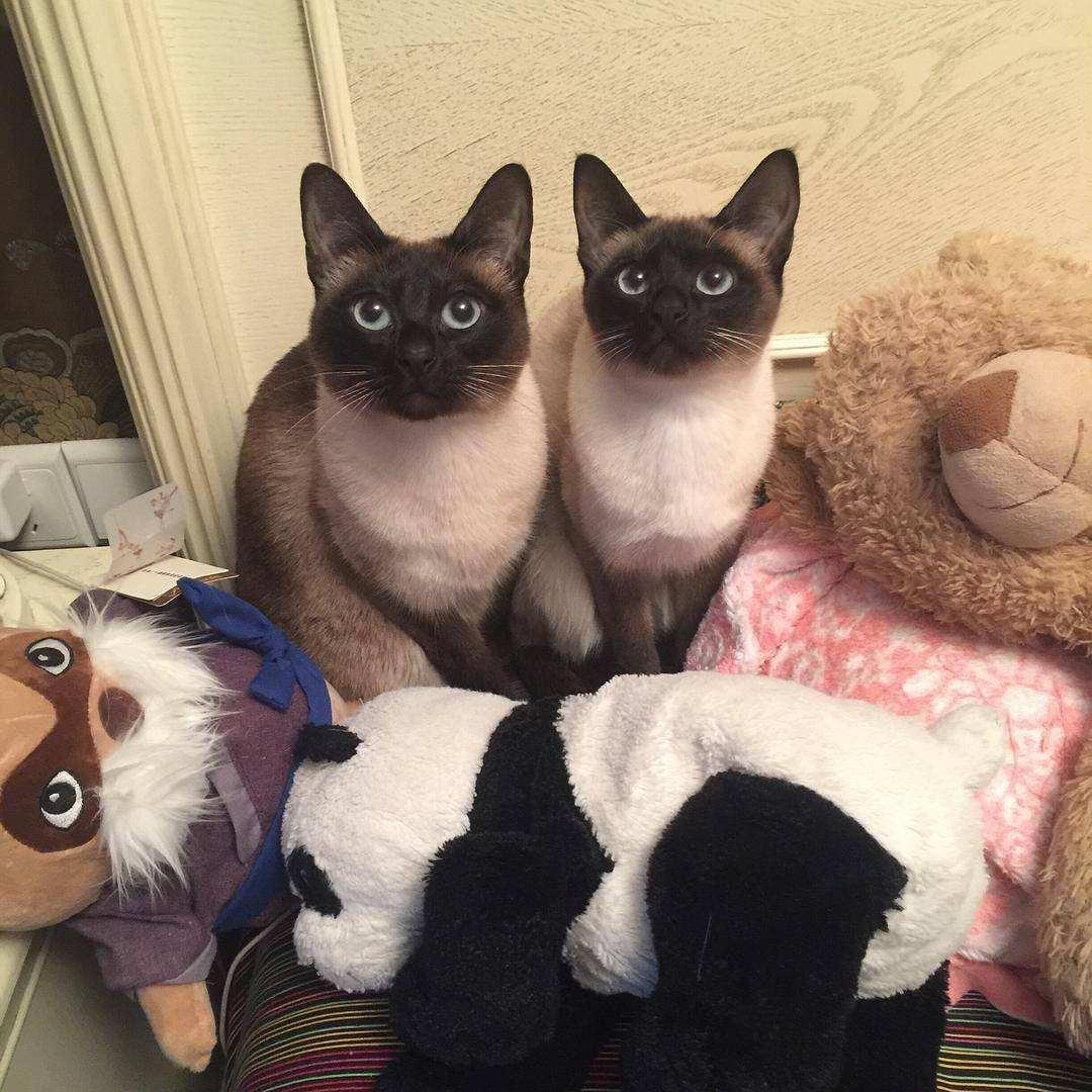 这几种猫真的不值得买越养越心累,千万别养的三种猫