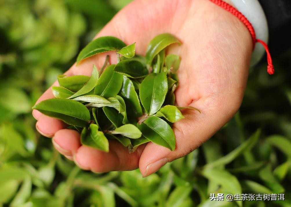 普洱茶八奇图片,普洱茶8代表什么意思