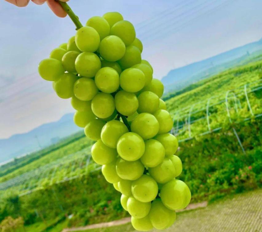 种植阳光玫瑰一年利润多少,阳光玫瑰40亩卖700多万