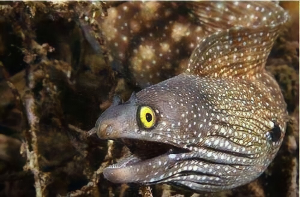 鳗鱼是一种神奇的生物,鳗鱼神奇物种