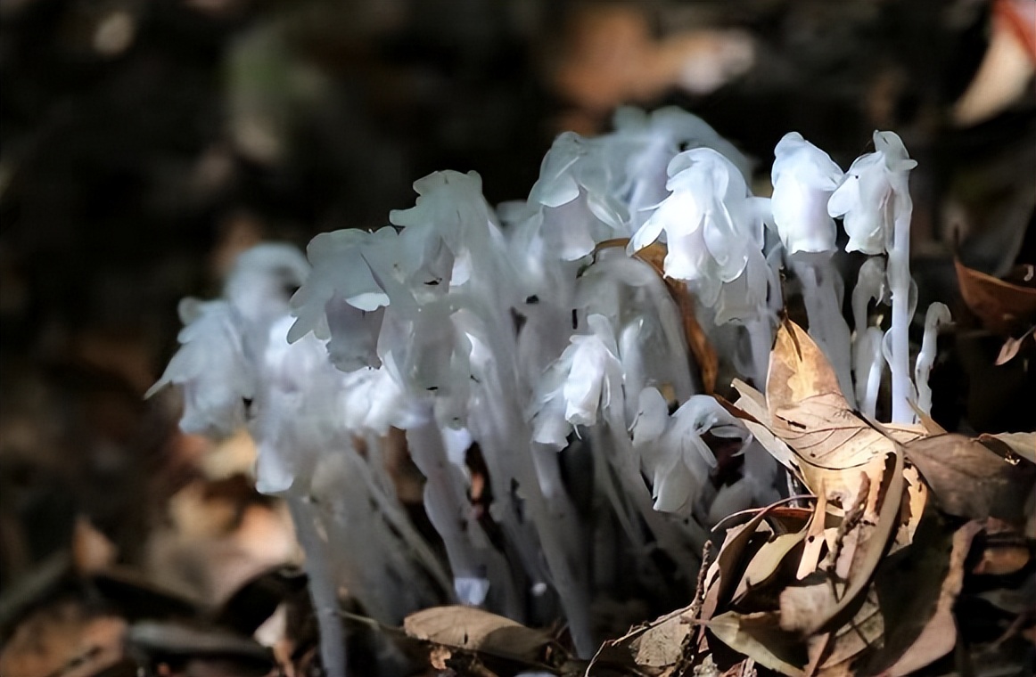 冥界之花为什么叫起死回生的仙草,大量出现冥界之花的预兆