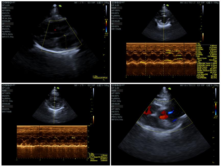 猫角膜溃疡角膜破损的治疗,猫角膜溃烂化脓用什么药