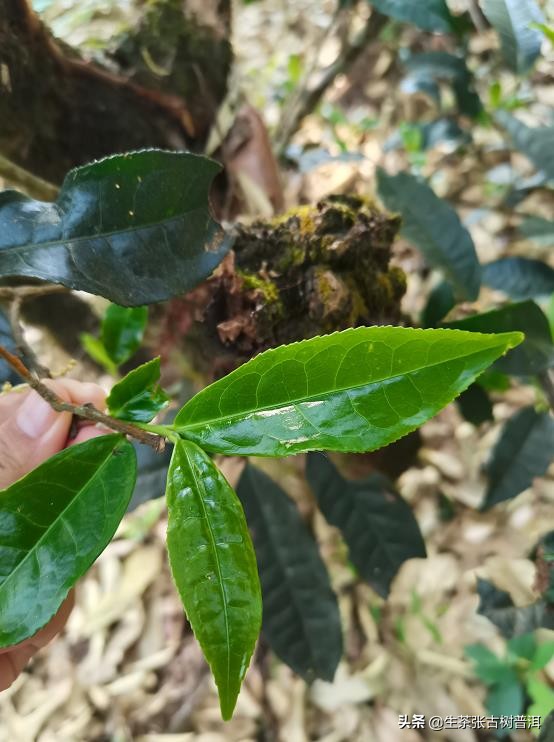 易武茶麻黑寨,易武麻黑古树茶特点