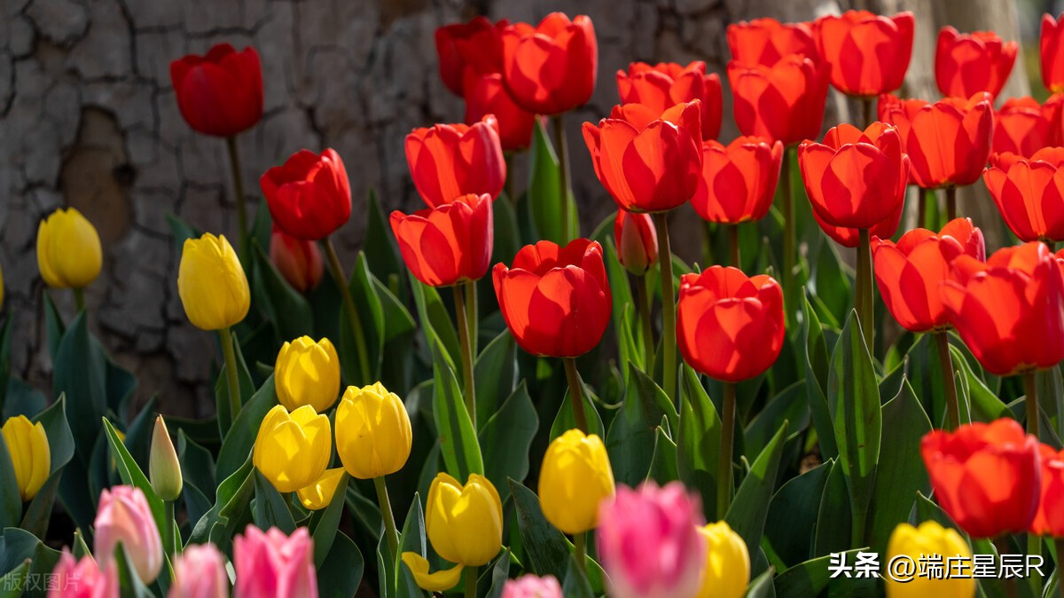一定不要错过郁金香开花的季节,郁金香鲜花什么季节有