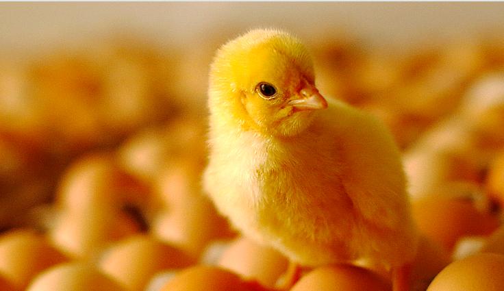 总资产超300亿有色、食品以及金融投资成为新凤祥集团三大支撑