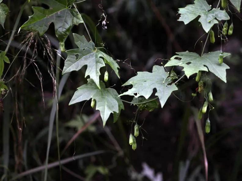 土贝母是什么味,土贝母植物果实照片