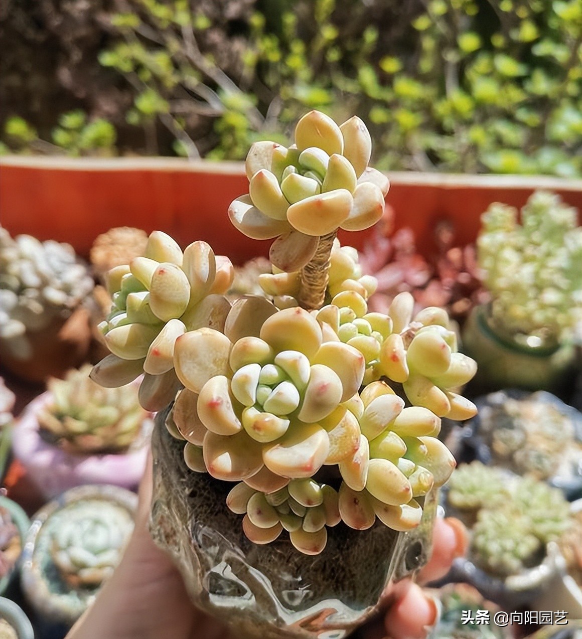 卖多肉有多暴利,多肉植物是暴利行业吗