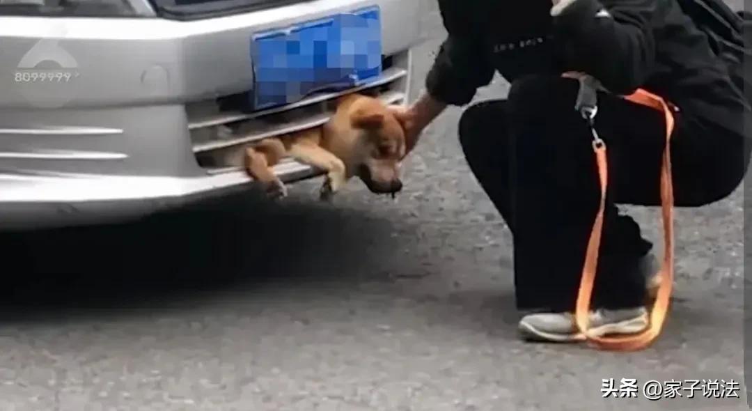 宠物狗被车撞主人负全责,车和狗相撞车主怒告狗主人