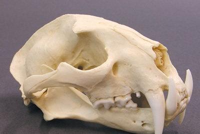 河马的的大牙到底有多锋利,河马骨头复原剑齿虎