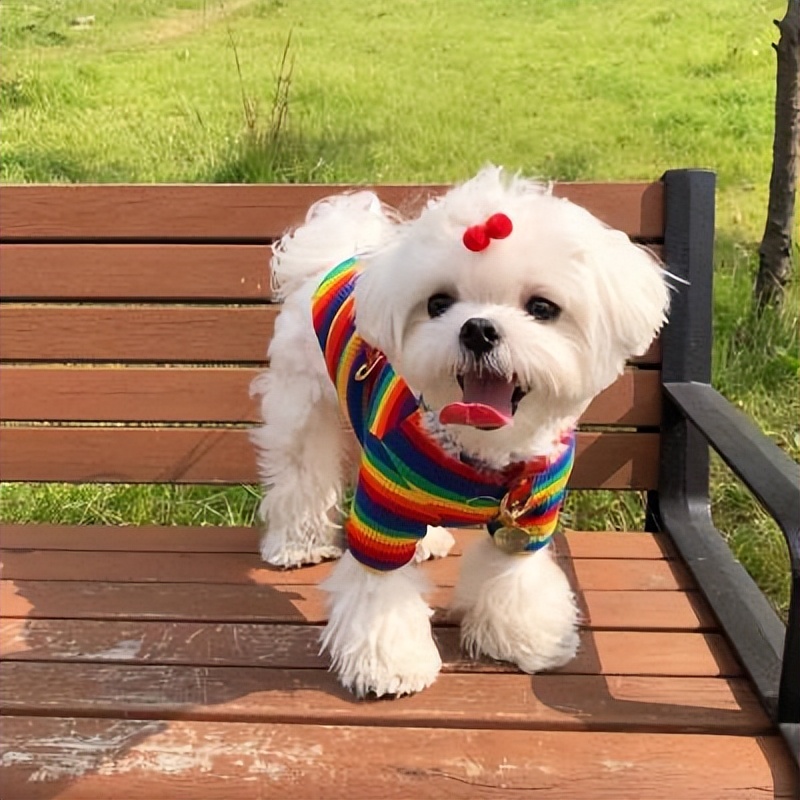 哪6种狗狗没有攻击性和不咬人,什么狗最乖最好养最好听话不咬人