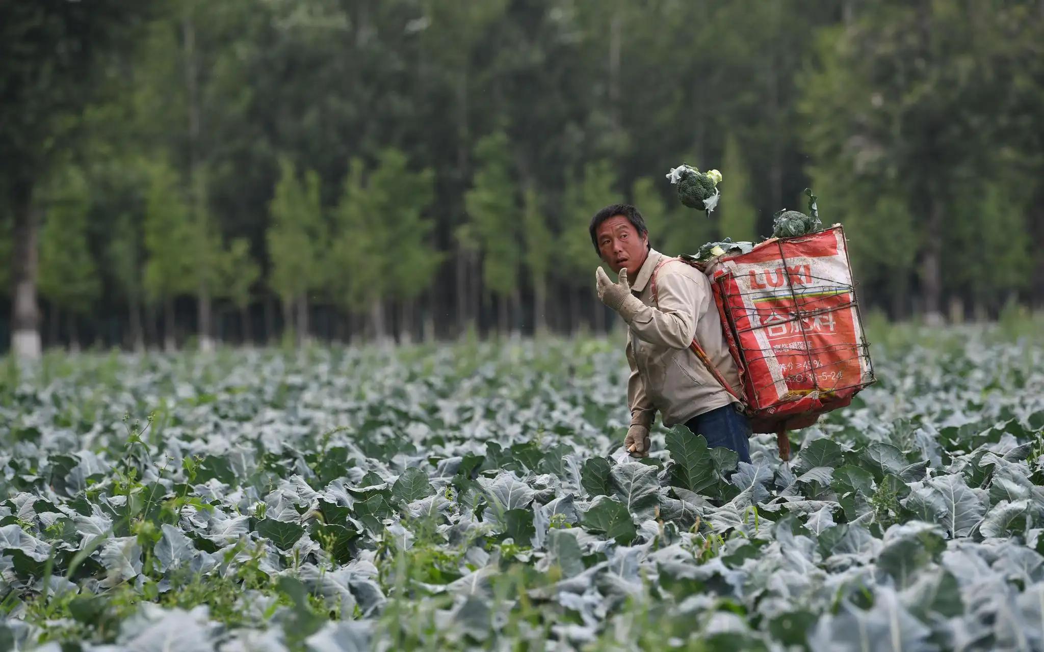 日本垄断西蓝花种子，一年赚取农民几十亿，我国正在加快国产化
