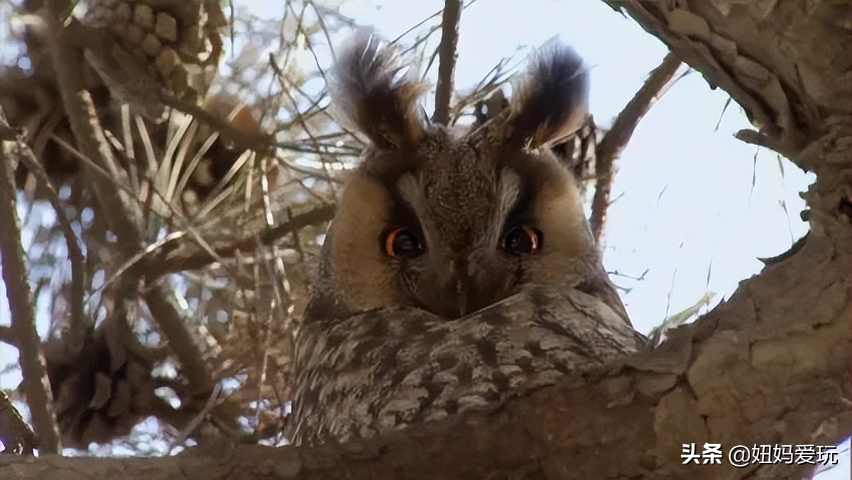 这几部口碑爆棚的宝藏纪录片,国庆孩子必看的8部神级纪录片