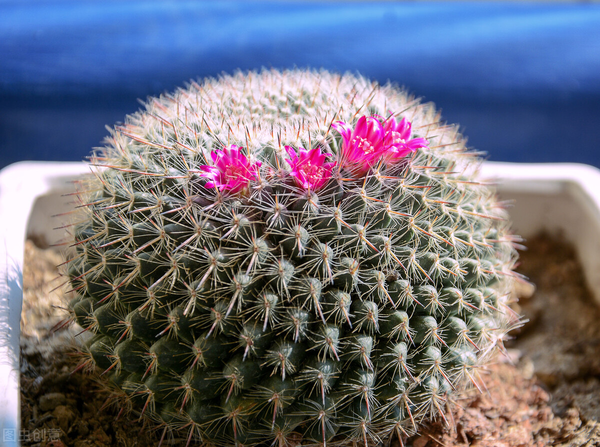 痔疮手术第一次换药前能拉屎吗,痔疮手术后拉大便的诀窍