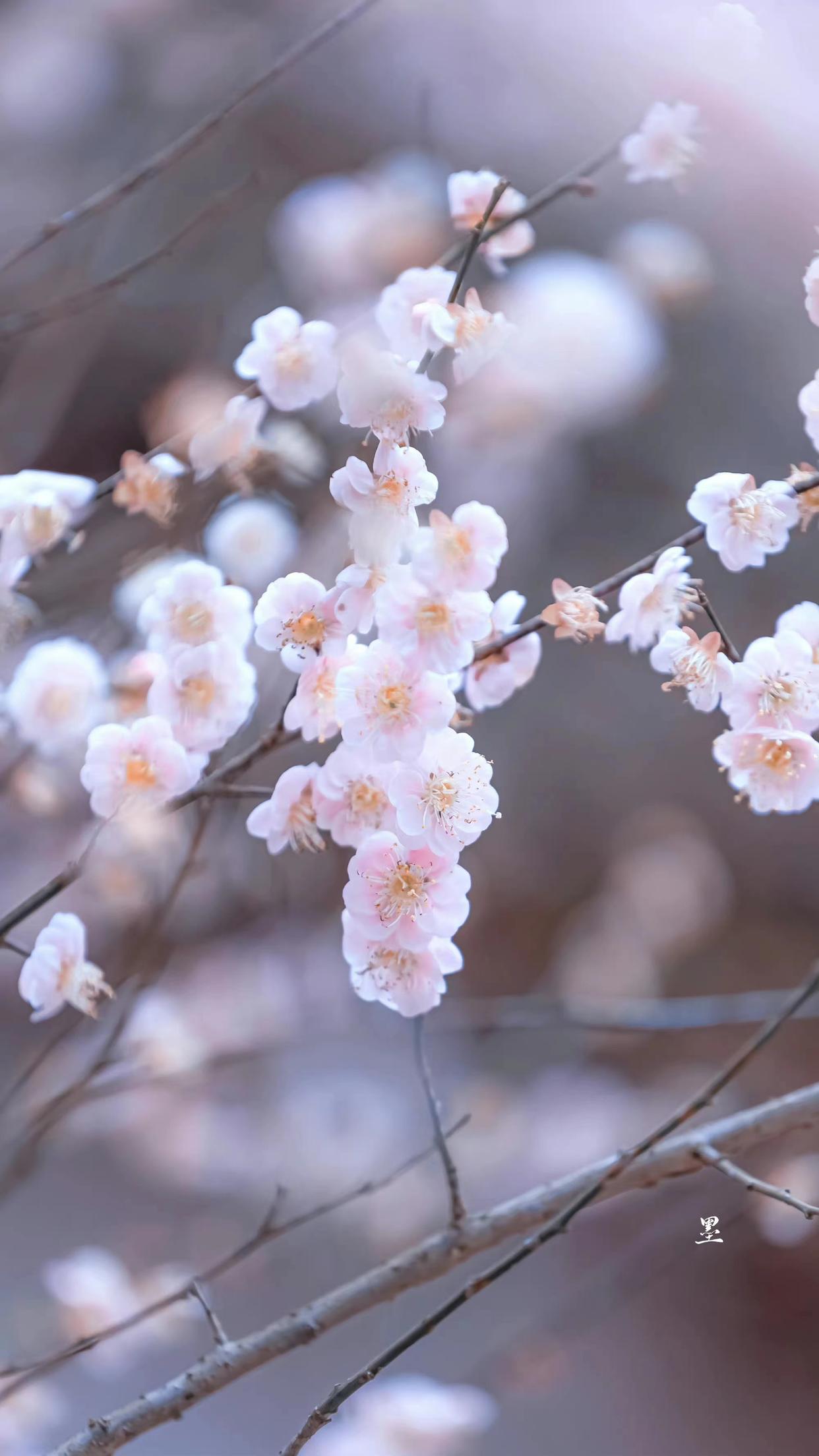古典诗词之最美春景,绝美春景诗句