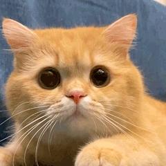 养猫有什么办法驱蚊子,养猫不可以用蚊香怎么驱蚊