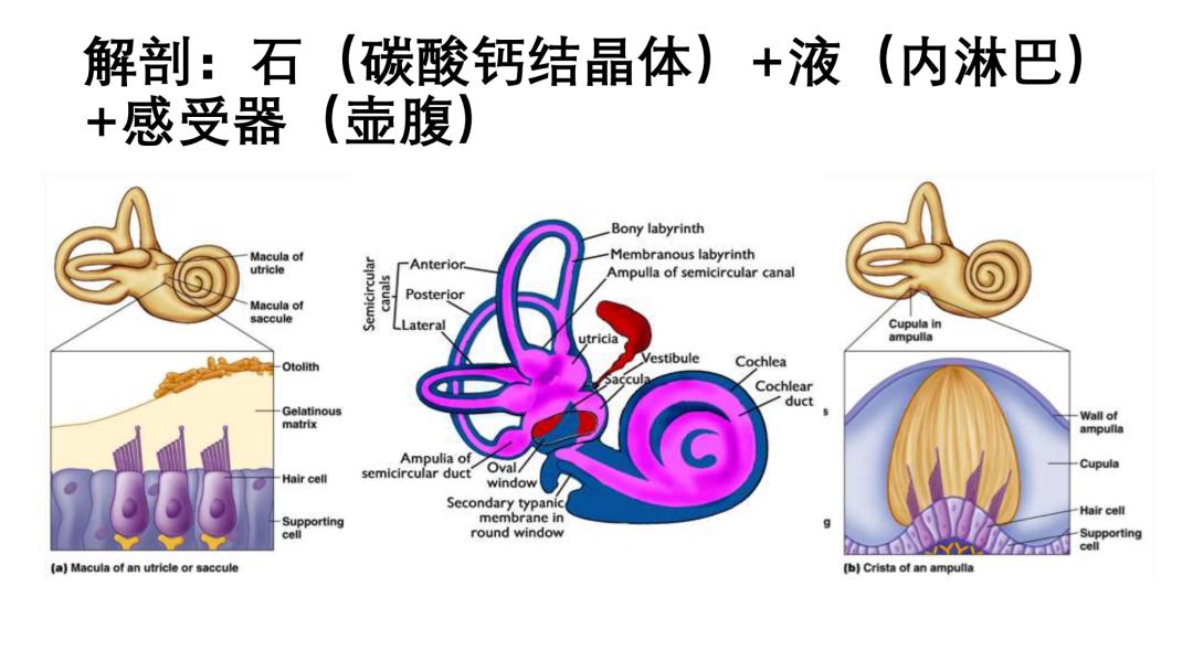 临床听力学技术专业沙龙｜刘兴健：BPPV患者的心理访谈和复位治疗