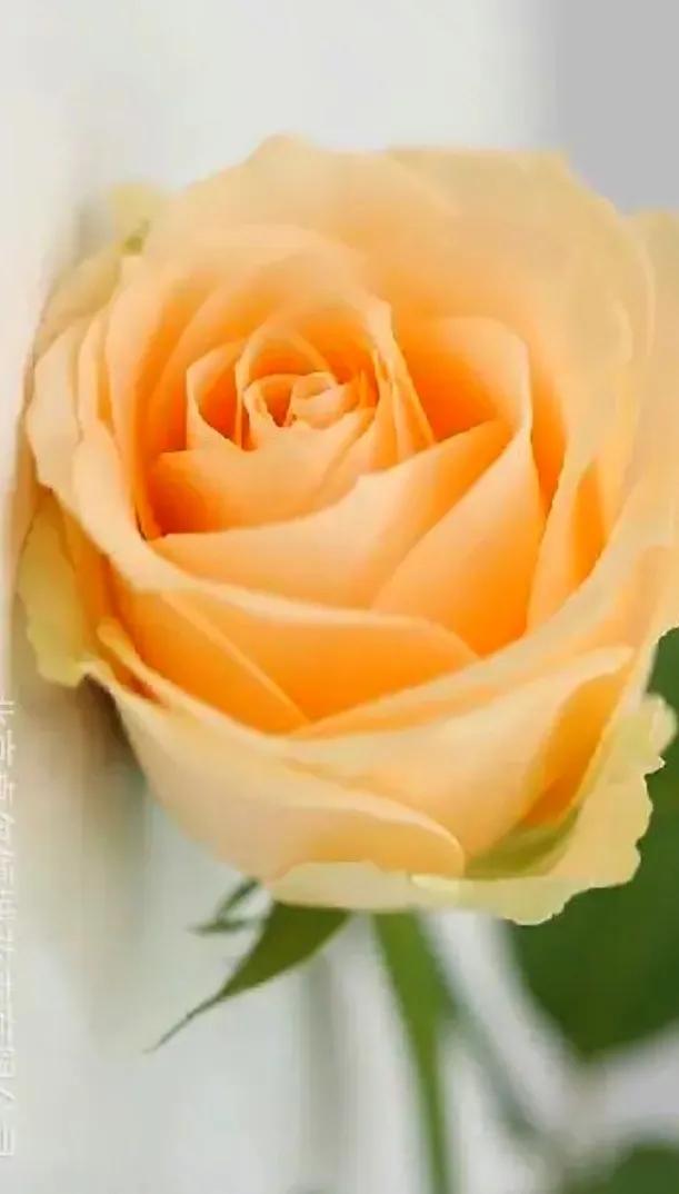 玫瑰花都有好多颜色,不同颜色的玫瑰花有不一样的花语