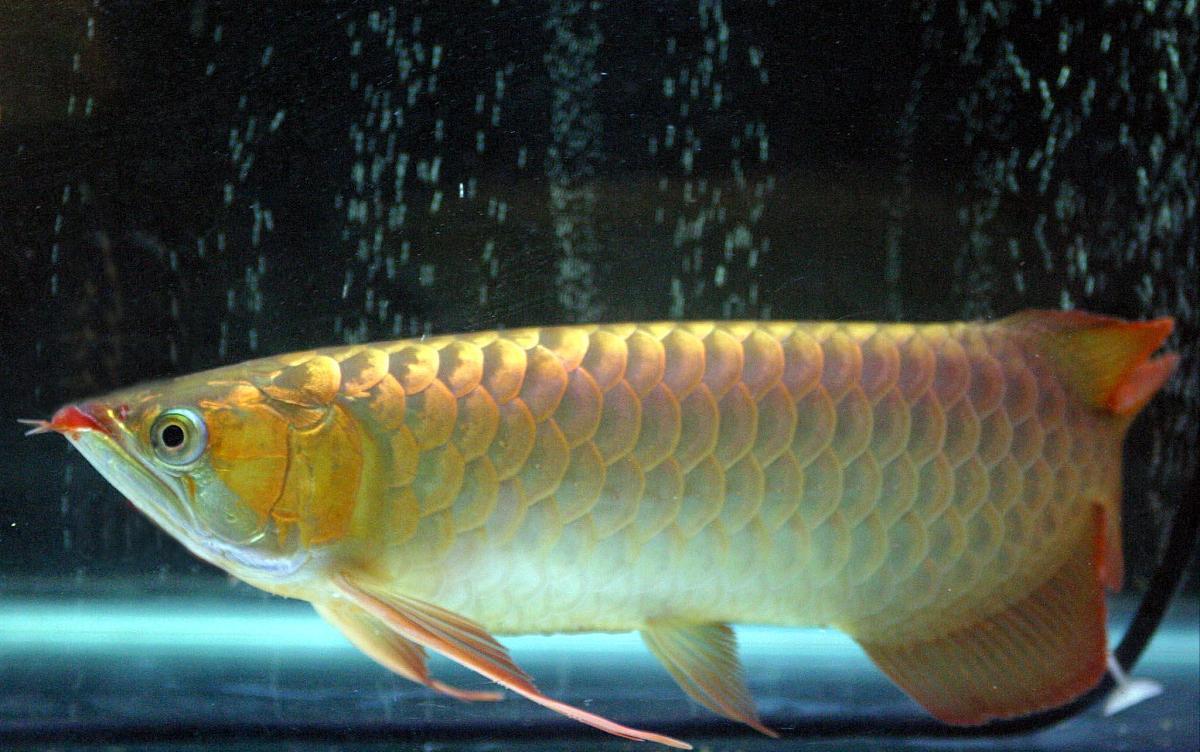 帝龙渔业的辣椒红龙怎么样,龙鱼喂养方法如何正确喂养龙鱼