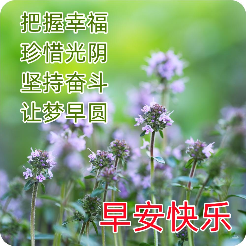 精美早上好动态表情包图片大全,最新早上好表情包动态图片大全