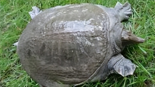 抚州农产品金奖,抚州的国家地理标志产品有哪些